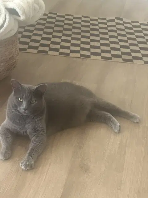 Kibbles - Domestic Short Hair