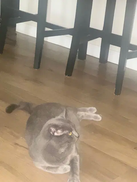 Kibbles image 2