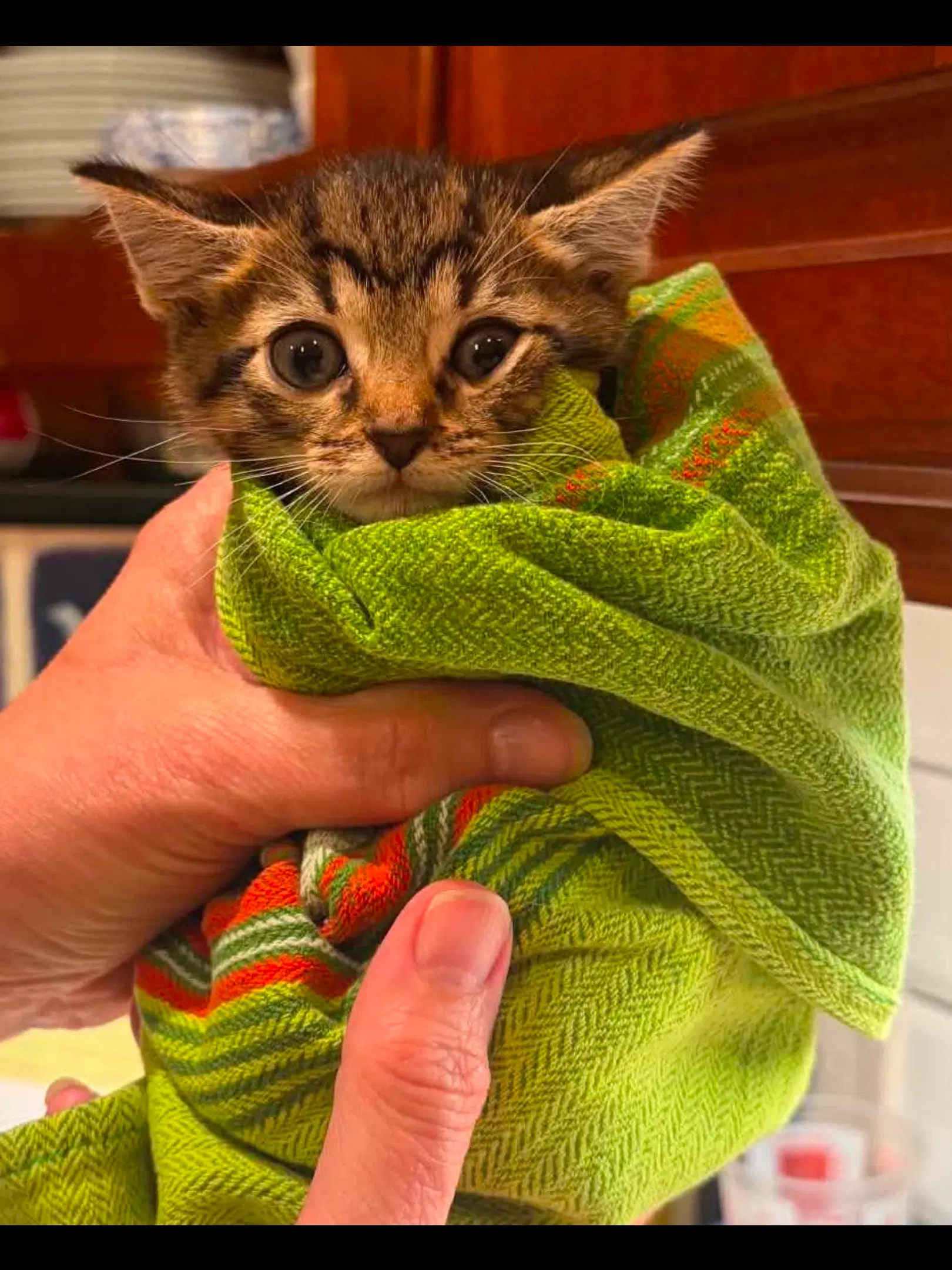 Frank And Cornbread - Domestic Short Hair