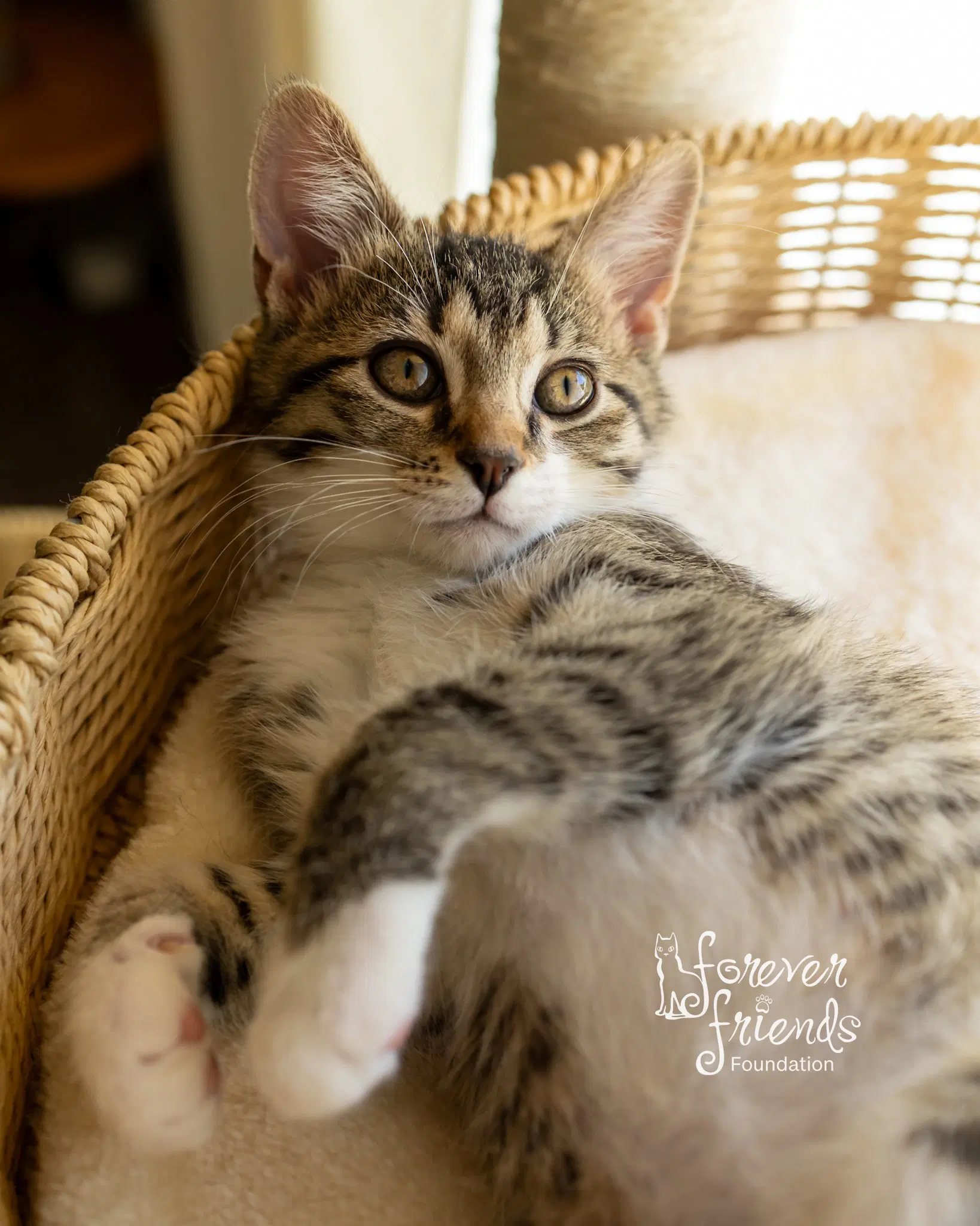 Cameo - Domestic Short Hair