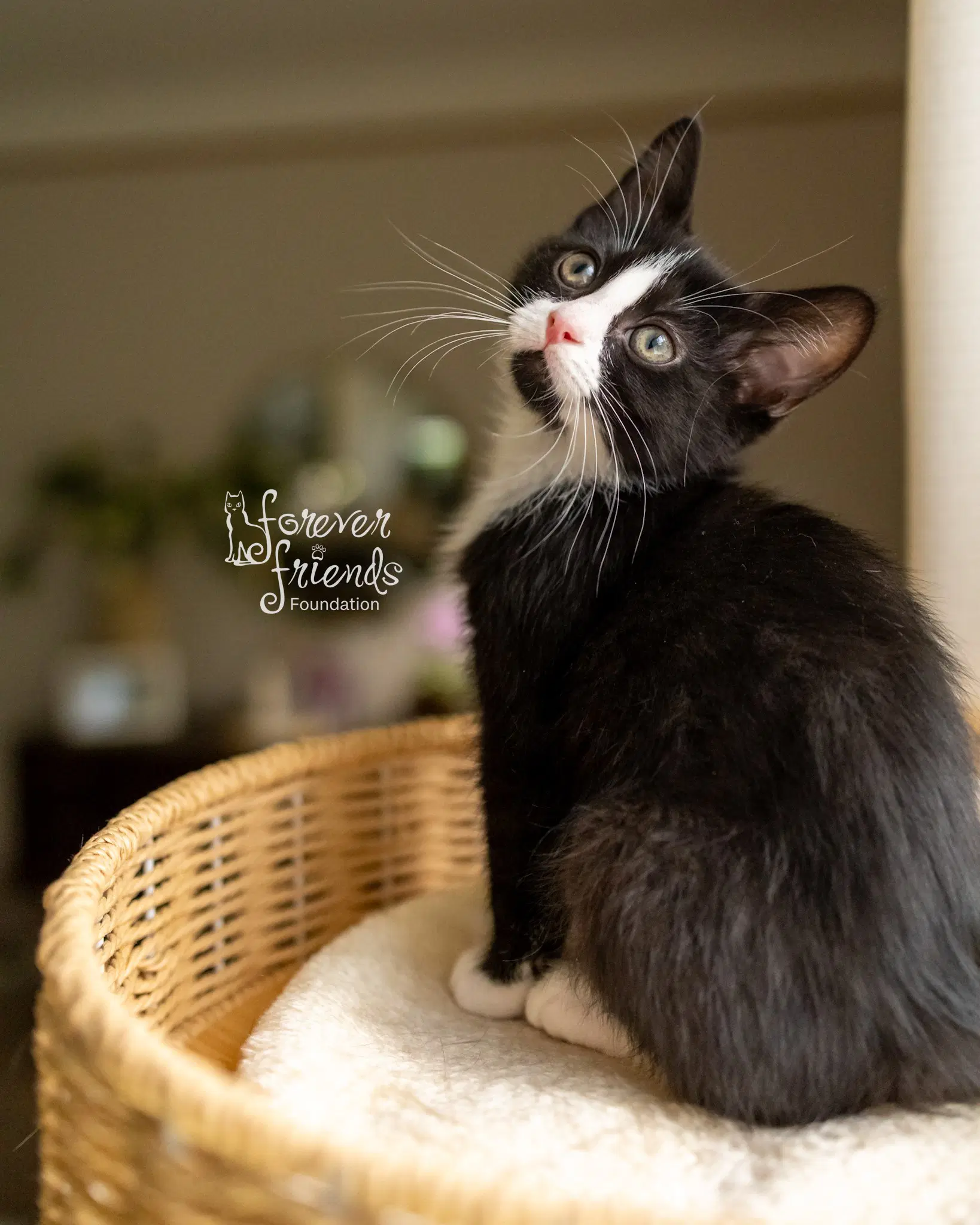 Jasper - Domestic Medium Hair