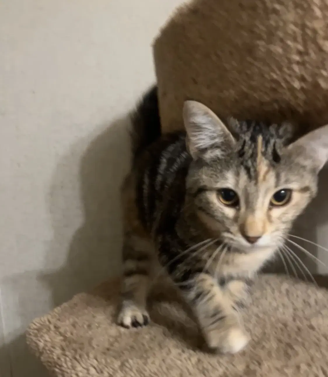 Locket - Domestic Short Hair