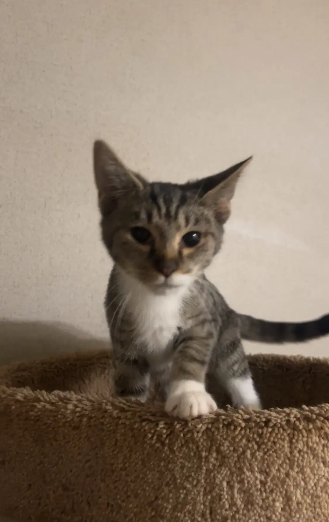 Pocket - Domestic Short Hair