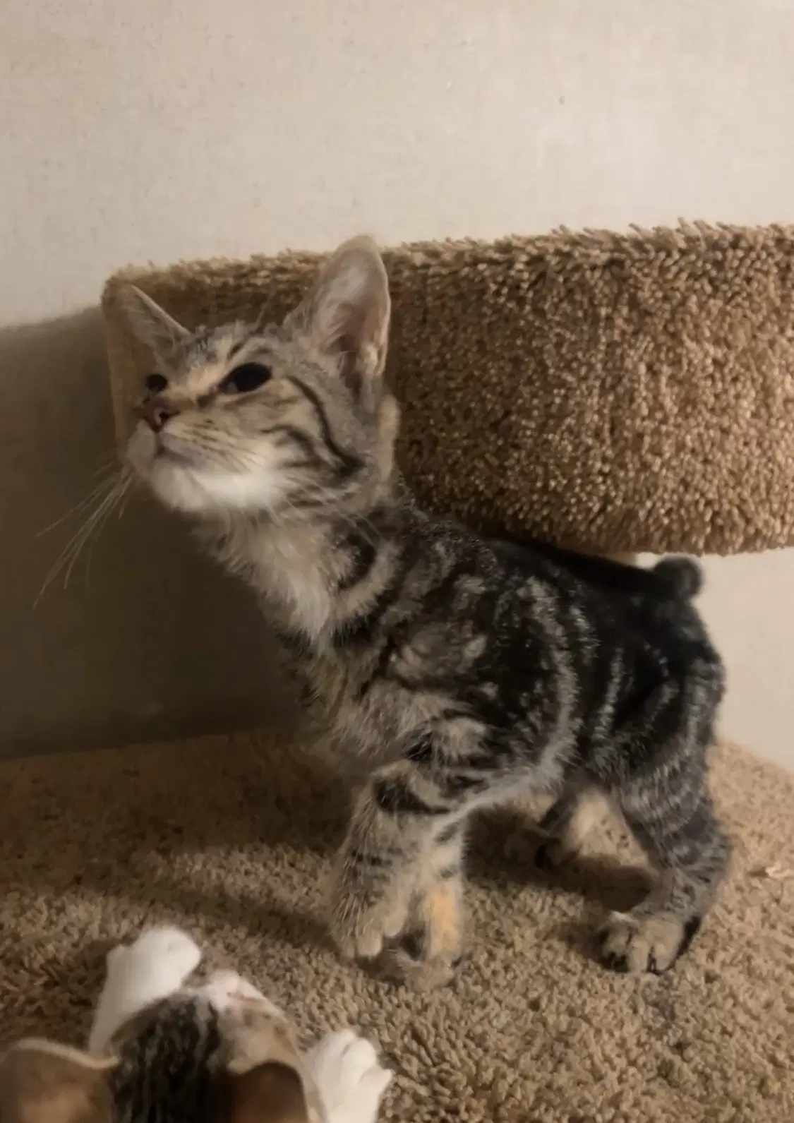 Velvet - Domestic Short Hair