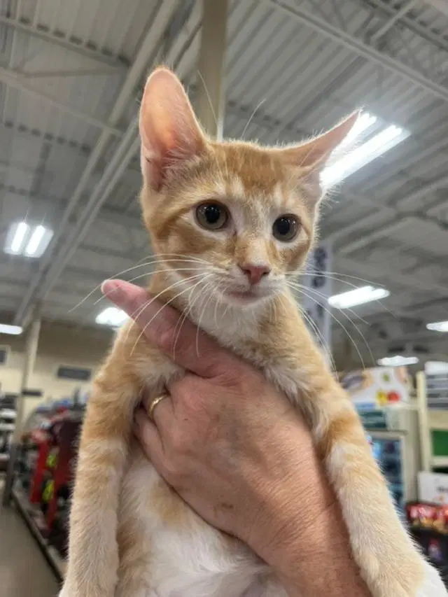 Ron - Domestic Short Hair