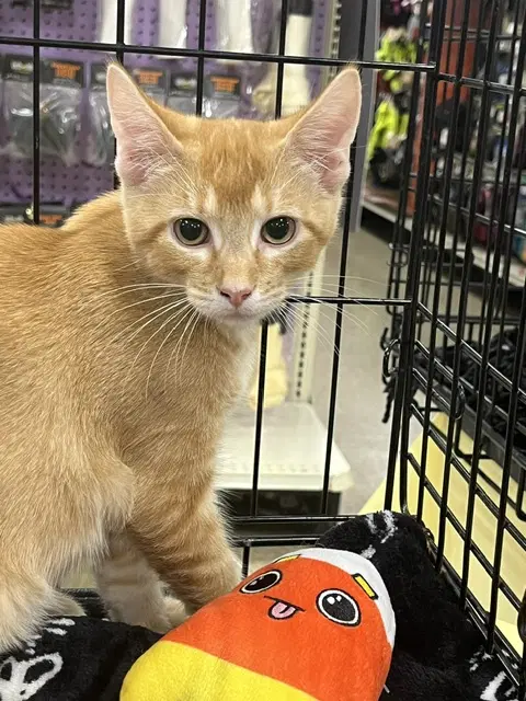 George - Domestic Short Hair