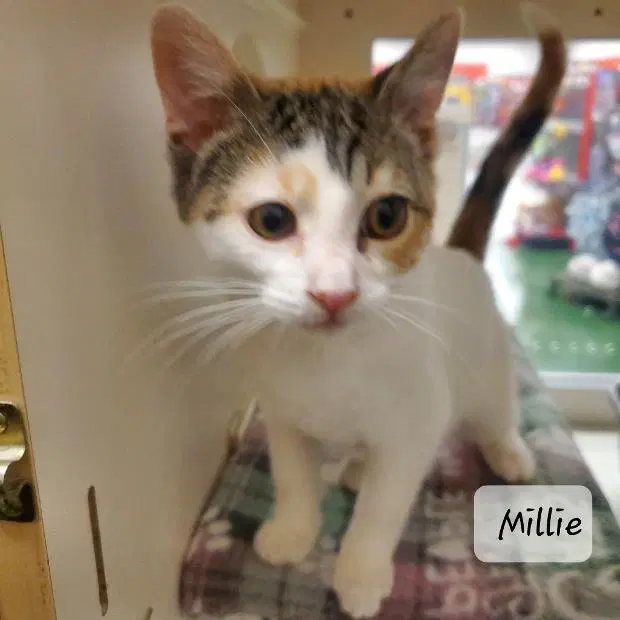 Millie - Domestic Medium Hair