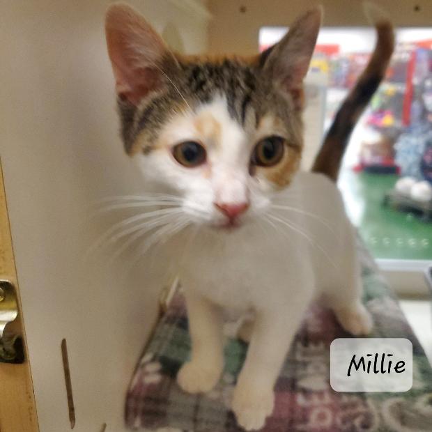 Millie