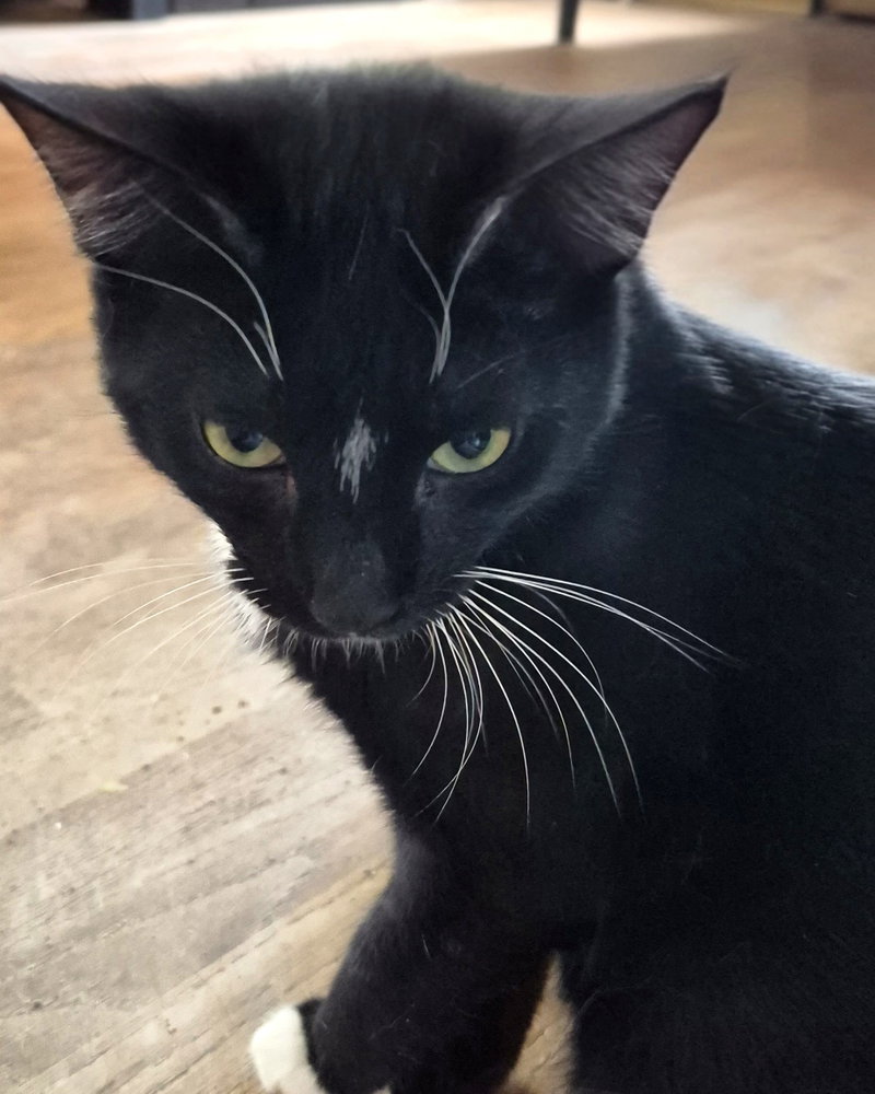 Subastion, a young male cat up for adoption