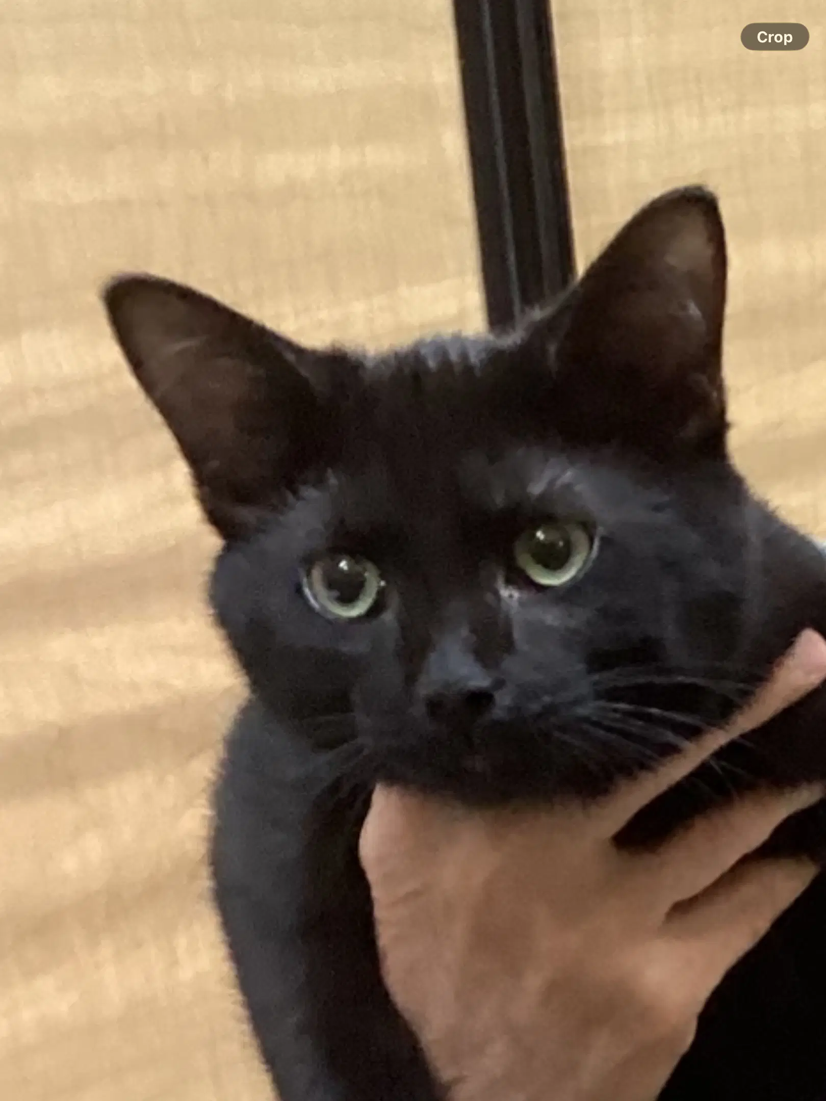 Asia - Domestic Short Hair