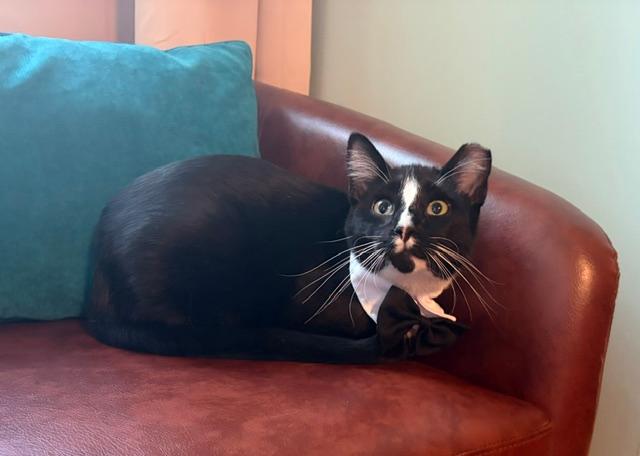 Sammy, Domestic Short Hair