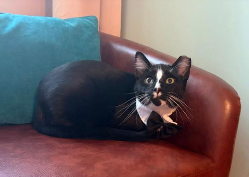 SAMMY, a cat for adoption from Forever Friends Foundation