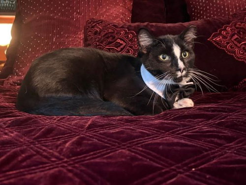 Photo 3 of SAMMY