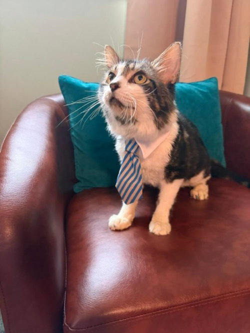 HUGO, a cat for adoption from Forever Friends Foundation