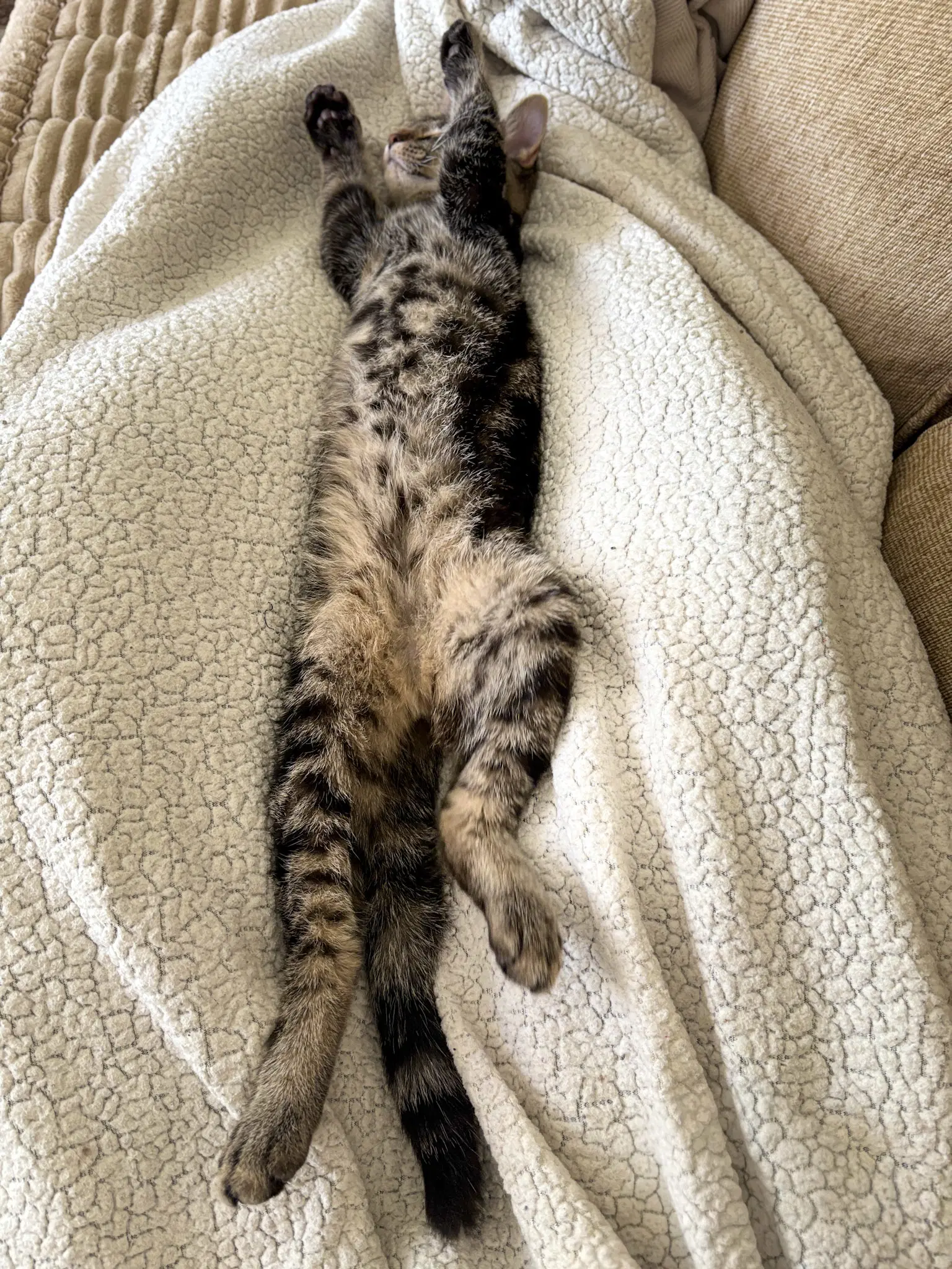 Rip - Domestic Short Hair