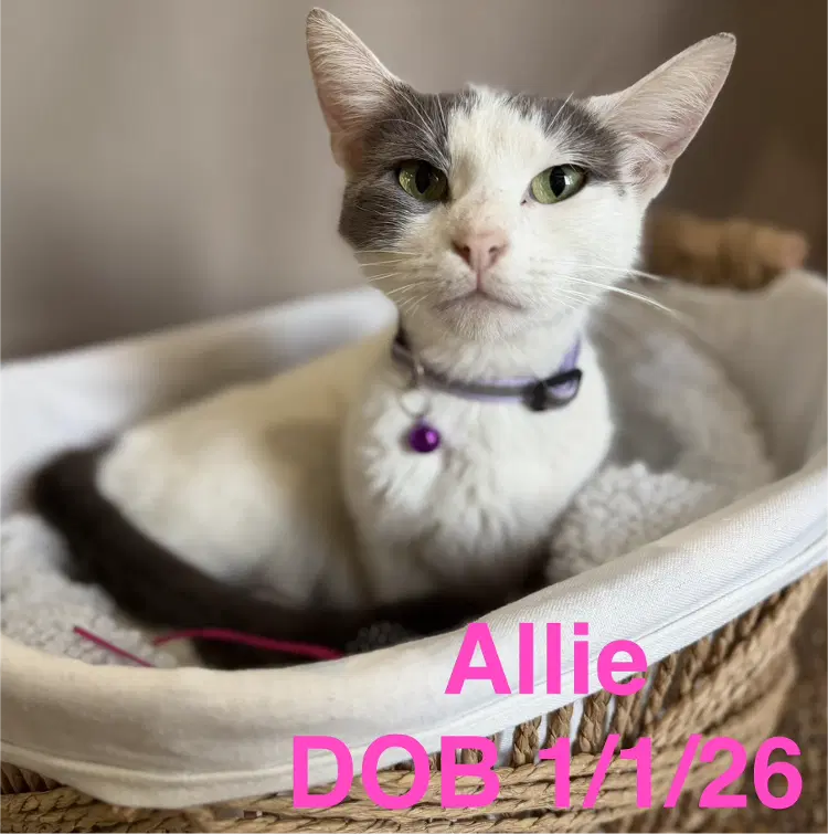 Allie Cat - Domestic Short Hair