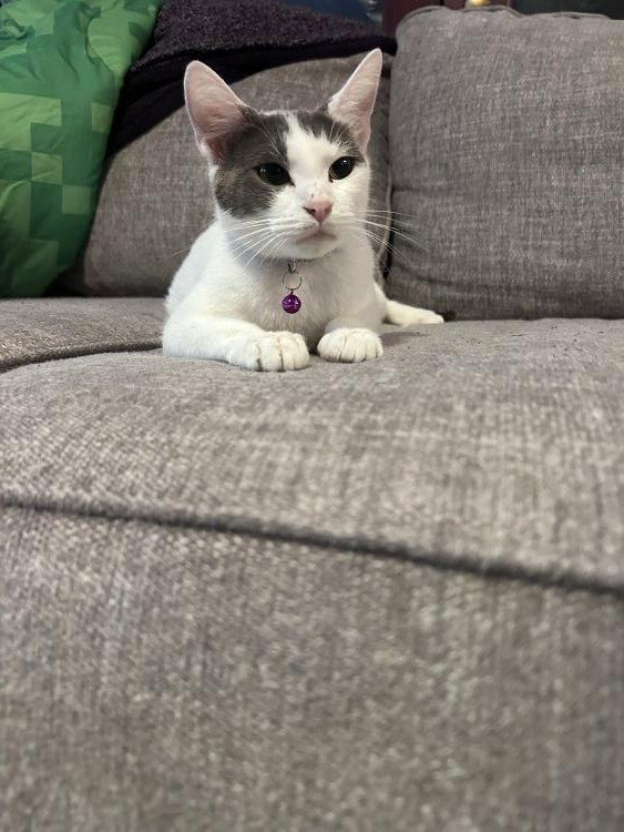 ALLIE CAT, photo 2