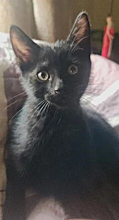 Banjo
