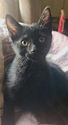BANJO