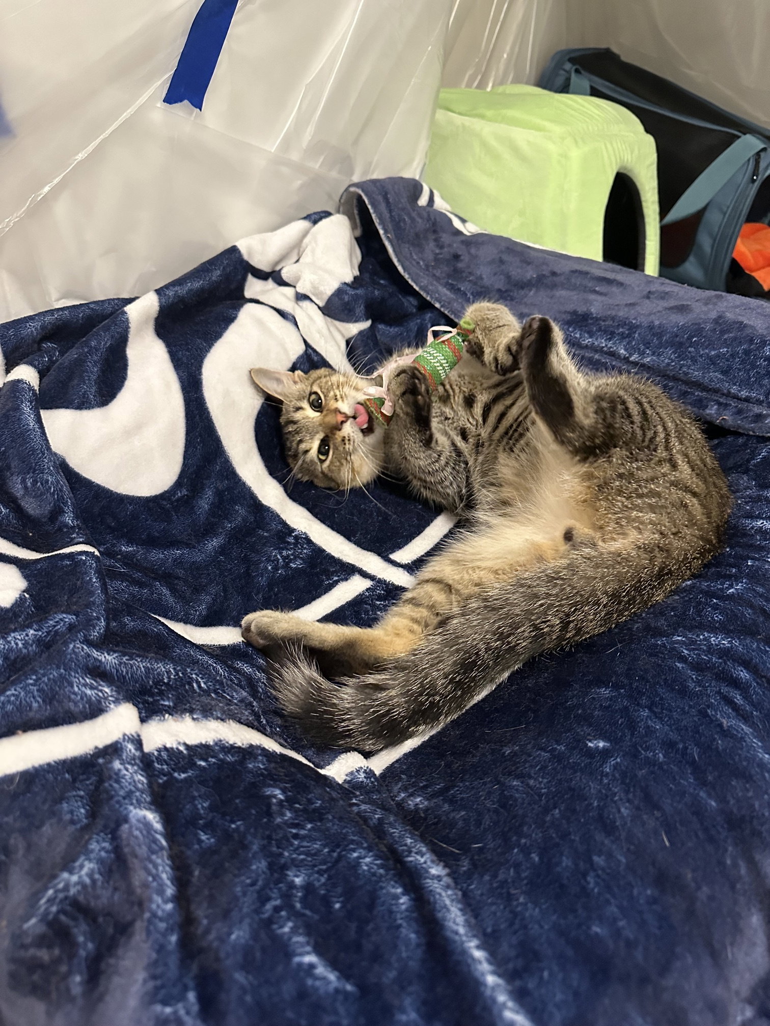 Buddy, Tabby
