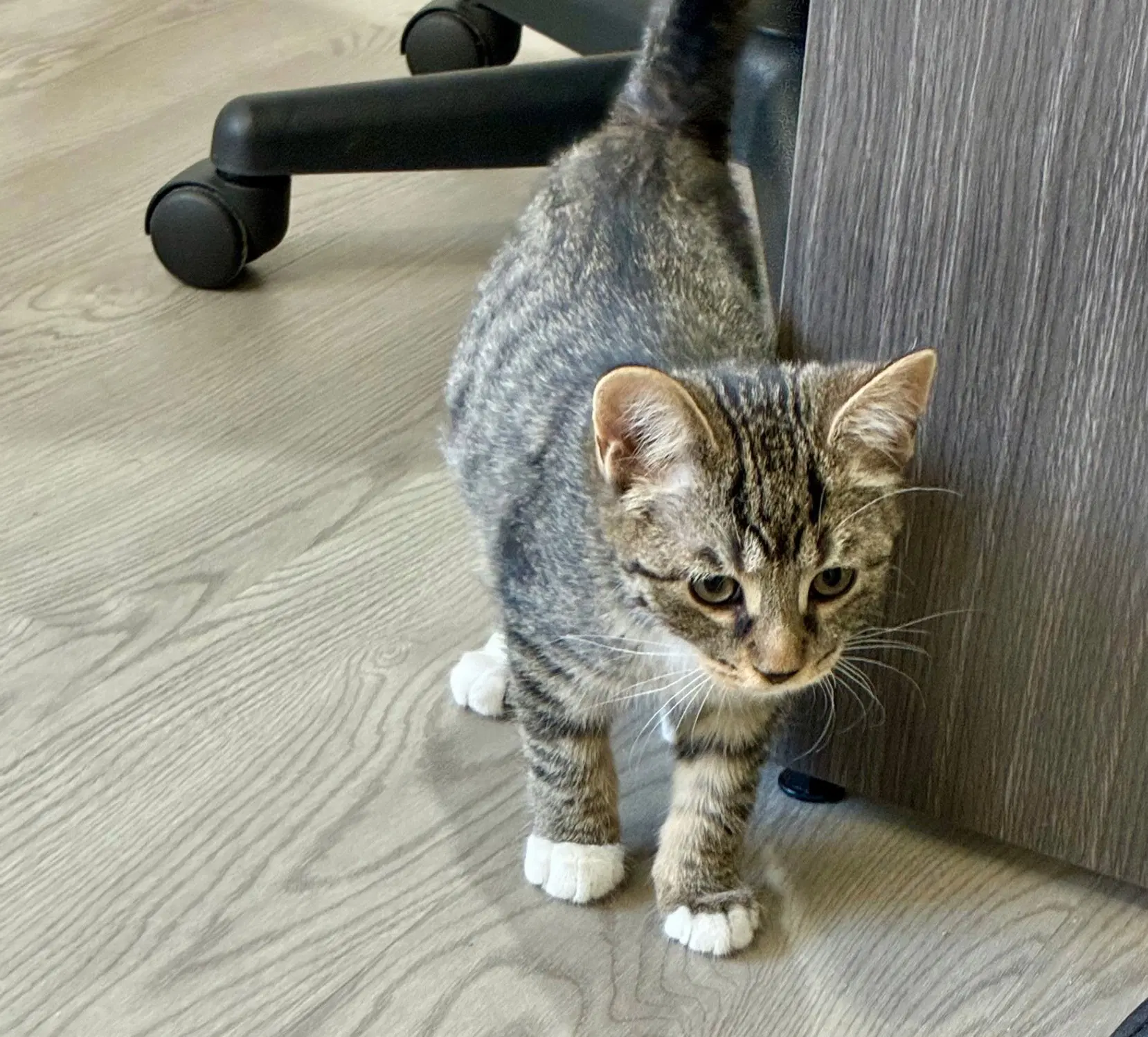 Token - Domestic Short Hair