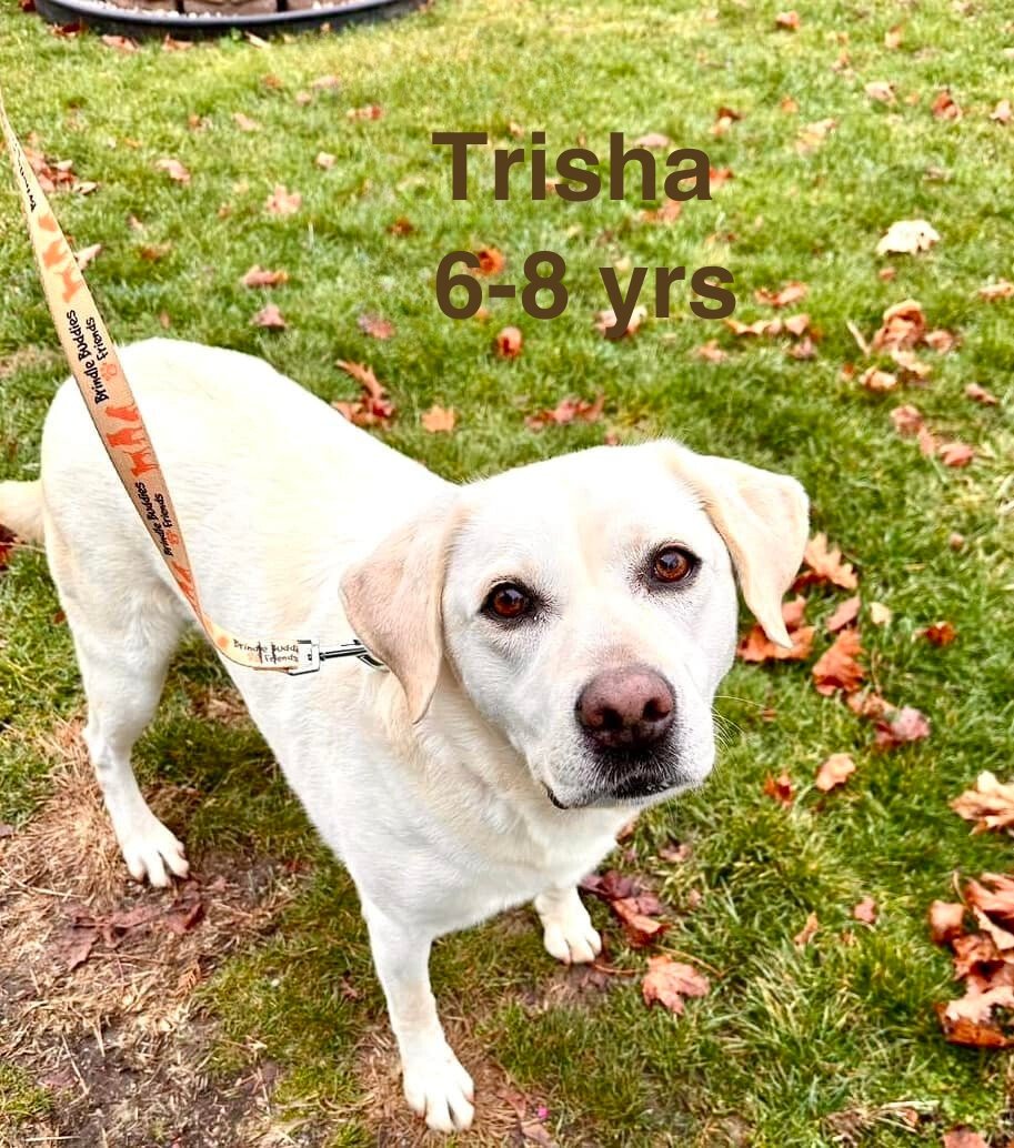 adoptable Dog in Chester, CT named Trisha