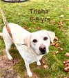 adoptable Dog in  named Trisha