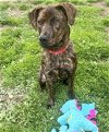 adoptable Dog in , CT named Luna