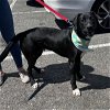 adoptable Dog in , CT named Scout