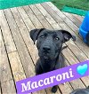 adoptable Dog in , CT named Macaroni
