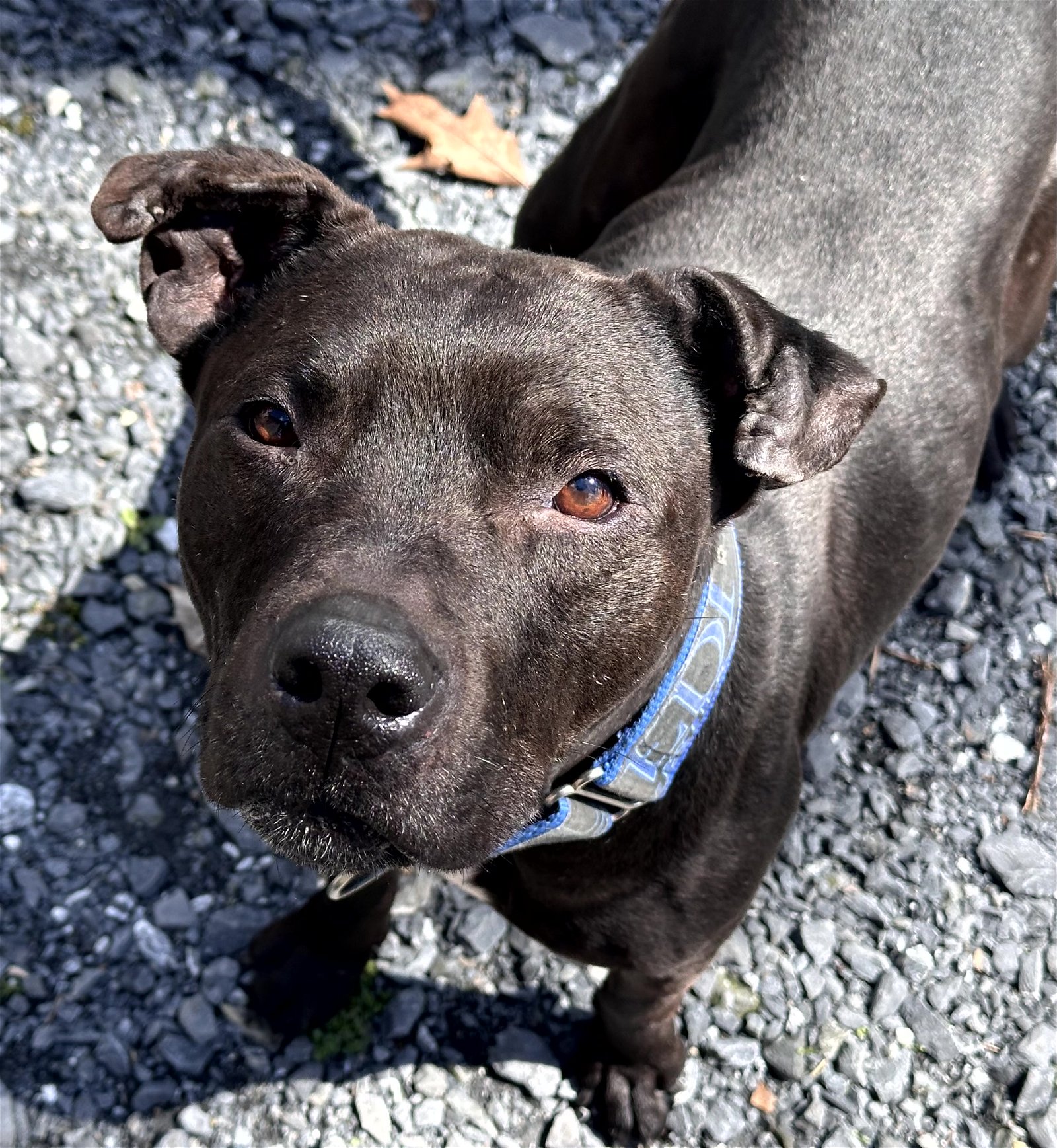 adoptable Dog in Chester, CT named Simon