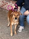 adoptable Dog in , CT named Joplin