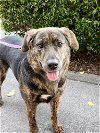 adoptable Dog in , CT named Brynn