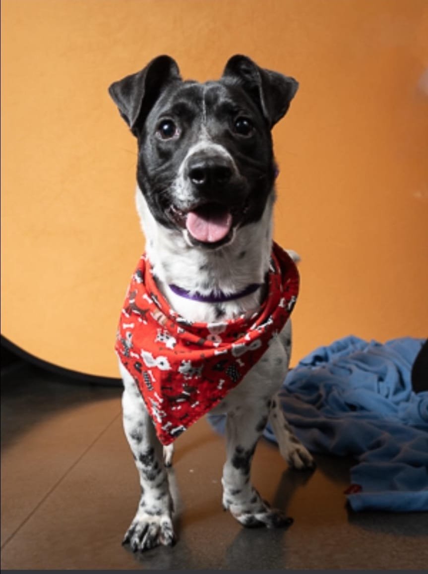 adoptable Dog in Chester, CT named Dottie