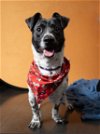 adoptable Dog in , CT named Dottie