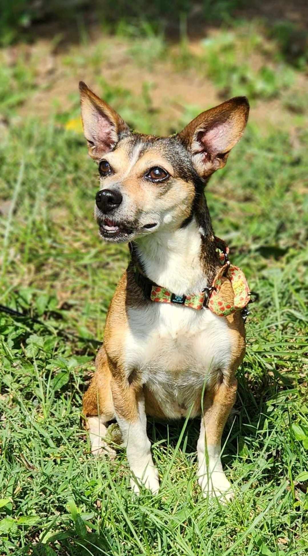 adoptable Dog in Chester, CT named Strawberry