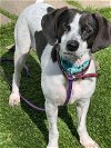 adoptable Dog in , CT named Matey