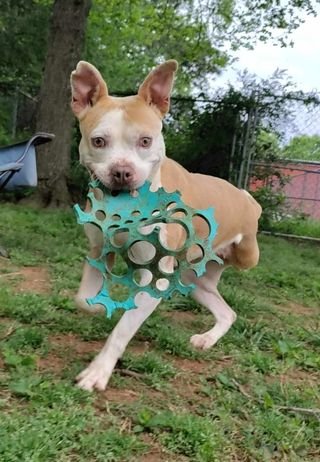 adoptable Dog in Chester, CT named Leah
