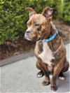 adoptable Dog in ct, CT named Baron