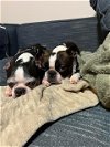 adoptable Dog in , CT named Wallace and Watson
