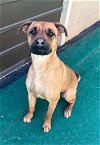 adoptable Dog in , CT named Scooby