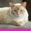 adoptable Cat in , MN named Honey Bee