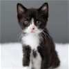 adoptable Cat in , MN named Jotaro Kujo