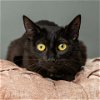 adoptable Cat in , MN named Mama Ginny