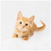 adoptable Cat in , MN named Java Bean
