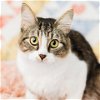 adoptable Cat in , MN named Madeleine