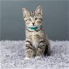 adoptable Cat in saint paul, mn, MN named California Roll