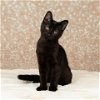 adoptable Cat in saint paul, mn, MN named Courage Kenneth