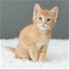 adoptable Cat in , MN named Henry Hart