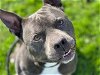 adoptable Dog in fairfield, CA named BLUE